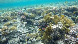 Почему море назвали Красным?