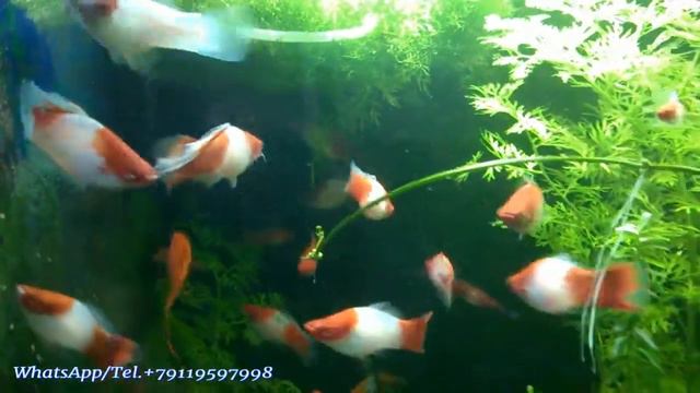 Меченосцы Кои Кохаку High Fin смотреть онлайн