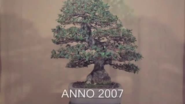 Quercus ilex смотреть онлайн