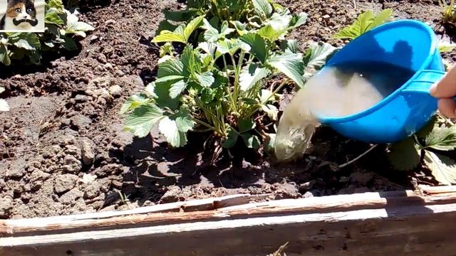 Подкормка клубники древесной золой во время цветения весной