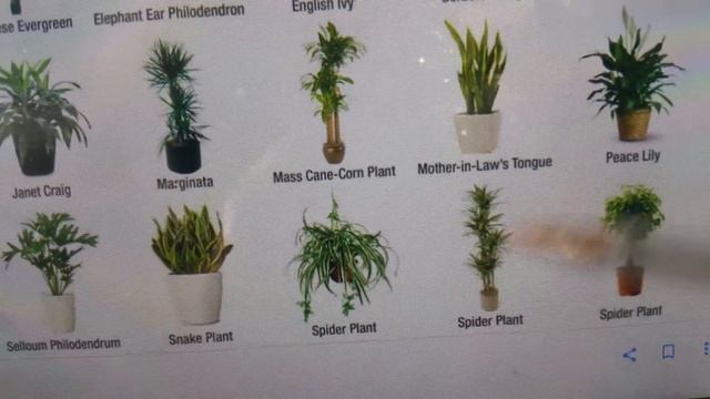 Растения, очищающие воздух в доме. смотреть онлайн