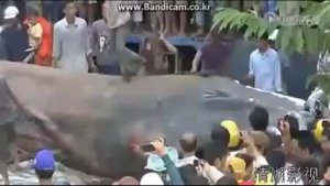 Анаконда Огромная змея