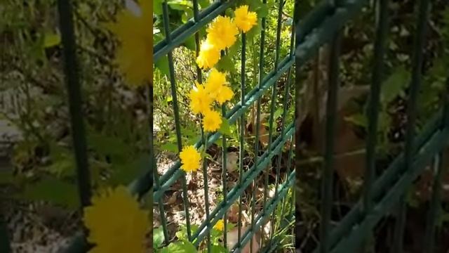 Kerria japonica Pleniflora?J&B? смотреть онлайн