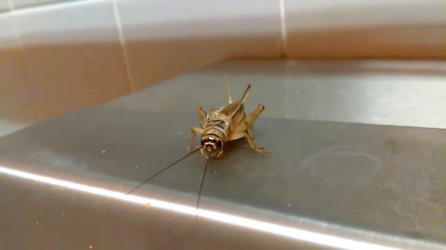 Requiem for the unknown passed смотреть онлайн