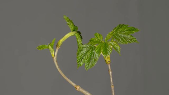 Patmos - Adagio смотреть онлайн