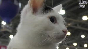 4 причины, почему кошка метит в доме