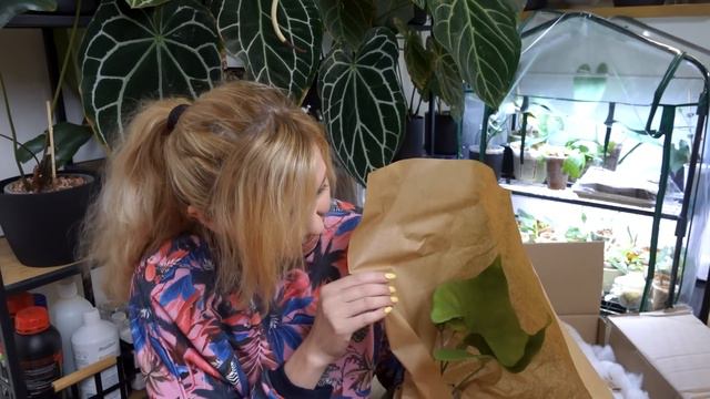 Unboxing rzadkich roślin. Spełniłam moje marzenie! (i to nie jedno) смотреть онлайн