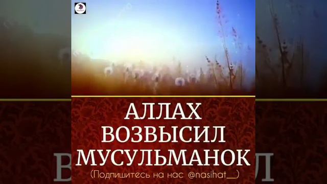 АЛЛАХ ВОЗВЫСИЛ МУСУЛМАНОК смотреть онлайн