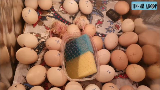 Ужасное окончание инкубации Росс 308 России