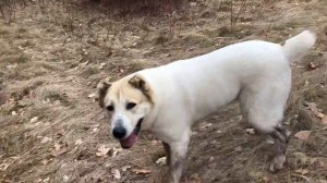 Прогулка с собакой САО Алабай Шелби. Walk with a dog asian shepherd dog Alabai Shelby