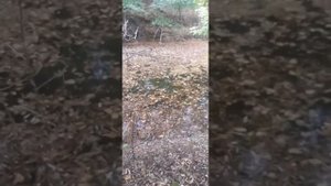Очередное зарыбление водоема вблизи Амавира.