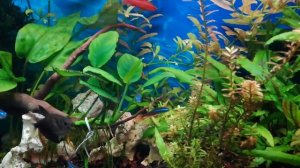 Борьба с водорослями. Вьетнамка в моем 100-литровом аквариуме