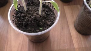 Интересный случай с рассадой клубники из семян