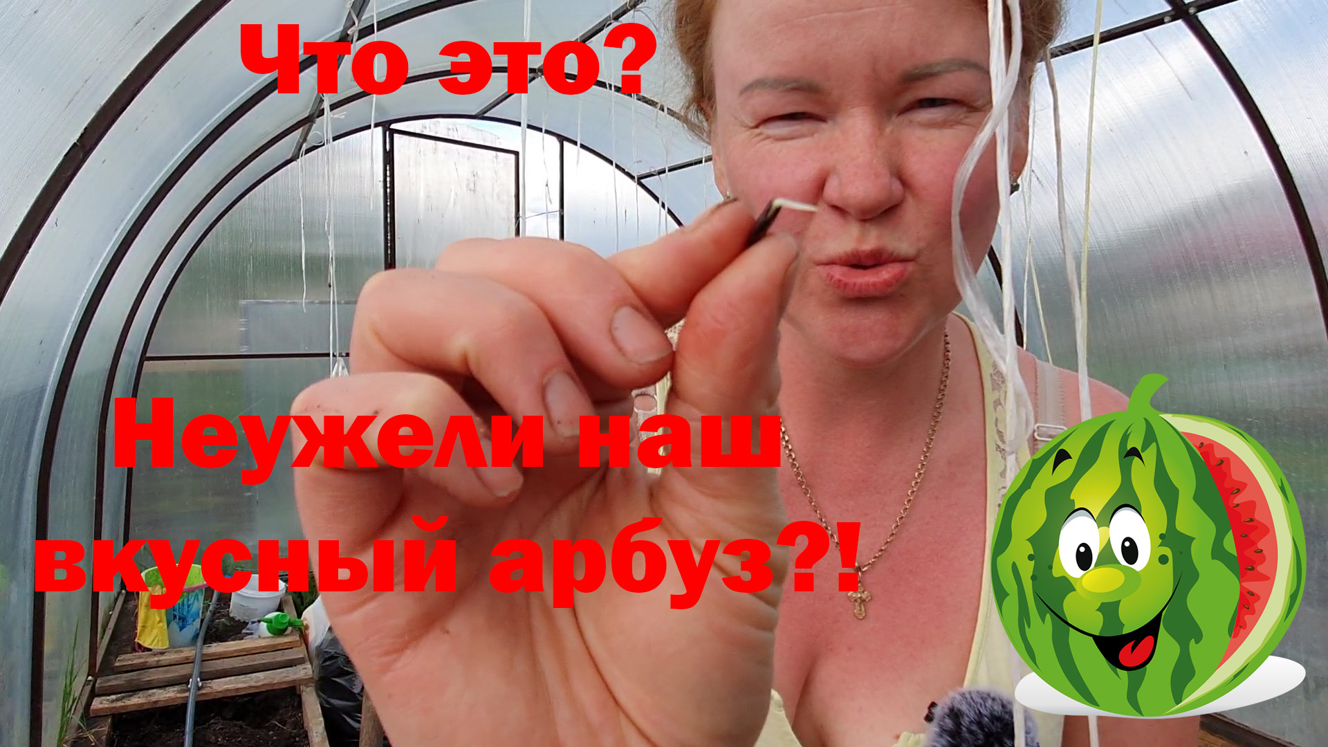 Лёгкий способ выращивания арбузов в Пермском крае