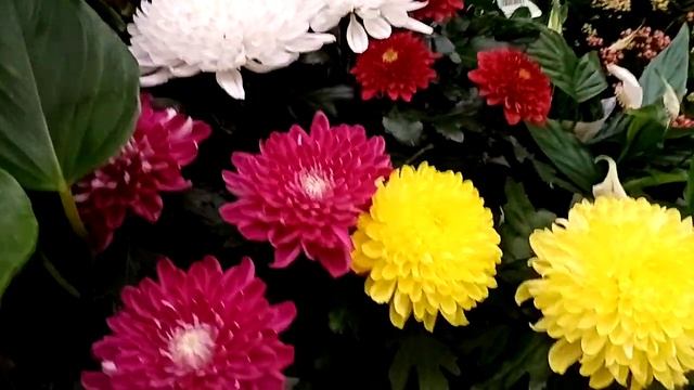 Комнатные цветы в Леруа. Обзор. смотреть онлайн