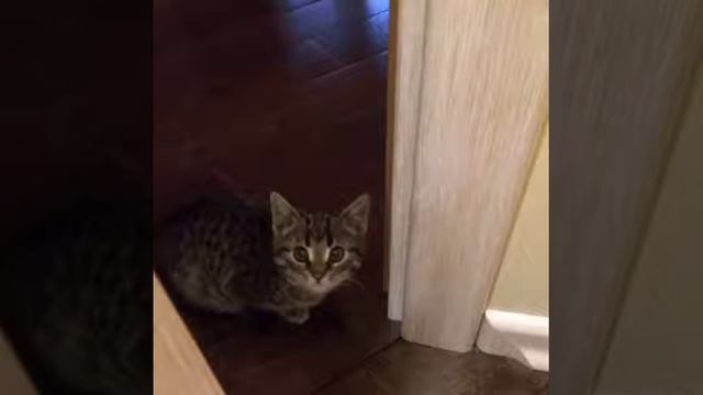 99 фотографий моих животных./Lera Nikitina. смотреть онлайн