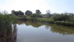 КАРАСЬ ПРЕТ ПОПЛАОВОК. РЫБАЛКА НА КАРАСЯ. ЛОВЛЯ НА ПОПЛАВОК.