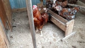 Что делать когда петух нападает?