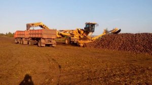 Уборка сахарной свеклы , урожай 2016.