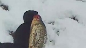 Выдра на рыбалке в Юсупово (часть 2)