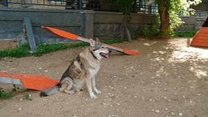 Упражнение собака улыбака. 23 июня 2024