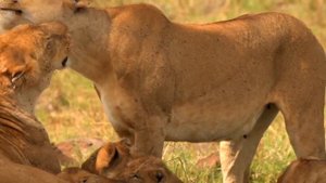 АФРИКАНСКАЯ МУЗЫКА ОТ СТРЕССА И ДЛЯ ОТДЫХА! УДИВИТЕЛЬНЫЙ МИР АФРИКИ!