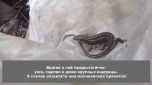 Мои растишки/А у вас такие есть?/ Ящерицы на участке