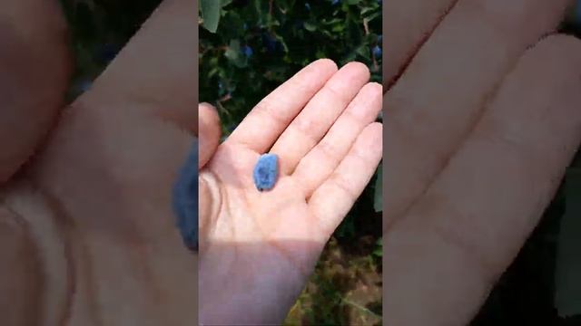 жимолость съедобная "Золушка"очень урожайная смотреть онлайн