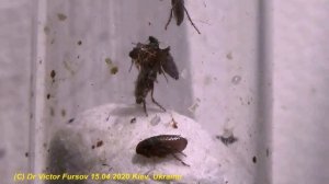 Памятник Блохе и Левше. Под Микроскопом: БЛОХА СОБАЧЬЯ Ctenocephalides canis!