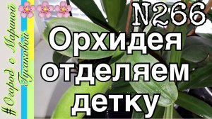 ОРХИДЕИ Как отделить и посадить ДЕТКИ ОРХИДЕИ. Размножение Орхидей Детками.