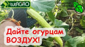 ДАЙТЕ ОГУРЦАМ ВОЗДУХ! Когда, как и зачем удалять листья у ОГУРЦА.