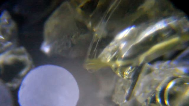 Яичный белок под микроскопом смотреть онлайн