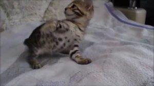 бенгальская кошечка №4-6 недель
