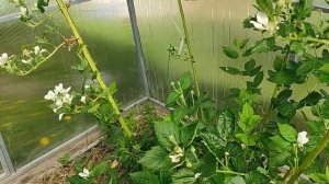 Ежевика в теплице, ремонтантные сорта, заморозки