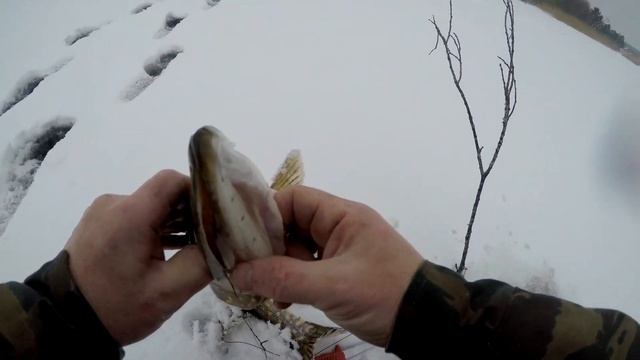 Рыбалка на щучьи капканы зимой. смотреть онлайн