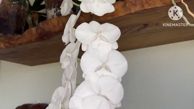 Phal. Charming Crystal water 1288 домашнее цветение #азиатскиеорхидеи #орхомания #цветущиеорхидеи