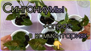 Требуется ваше мнение?Опрос+посадка Сингониумов?Грунт?Размножение?Три короля?Кристмас