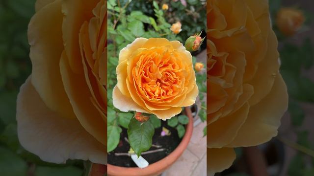 DA Rose Crown Princess Margareta Rose planted in a pot #rose #davidaustinroses #flower #garden