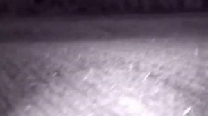 охота на благородного оленя во время гона на реву 2023. pulsar digex c50