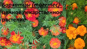 Волшебная сила целебных свойств  Бархатцев -Тагетес . Народное лечение глазных болезней, гипертонии.
