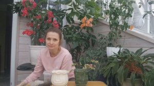ПЕРЕСАДКА БУГЕНВИЛЛИИ/ ПОСАДКА БУГЕНВИЛЛИИ