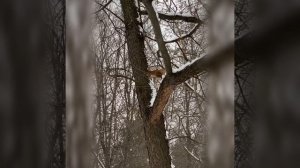 Squirrel life in winter \\  Жизнь белок зимой