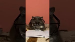 Короче говоря школа котов.