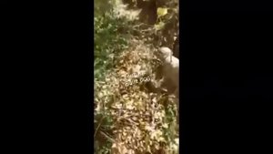 Реальный бой Волкодава и Волка!