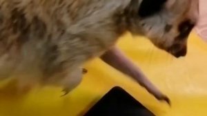 В гостях у сурикатов. Стоит ли завести суриката?