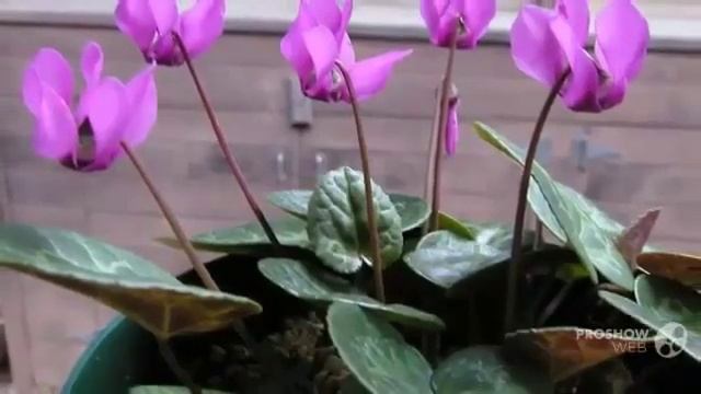 Цветы Цикламен (Cyclamen flower)