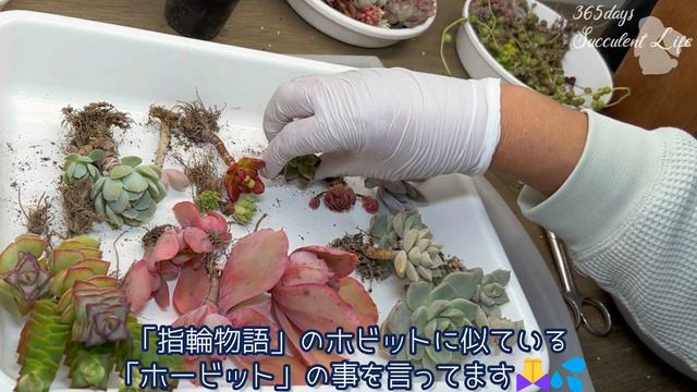 214【多肉植物】冬の置き場問題😱ハンギングバスケットが救世主🌵普及種寄せ植え смотреть онлайн
