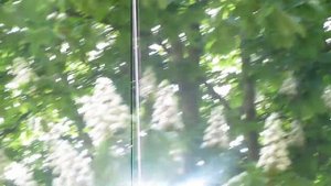 Снова цветут каштаны 2п