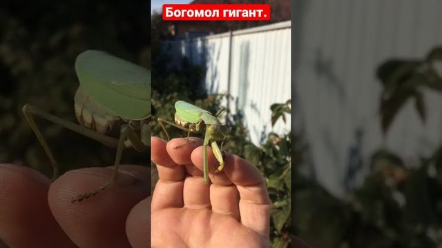 Богомол гигант. Ейск. Кусается или нет.