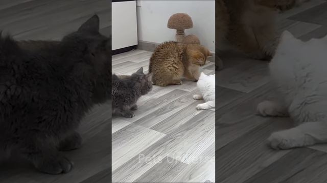 Ставь ЛАЙК если любишь котиков 💔😂 смотреть онлайн